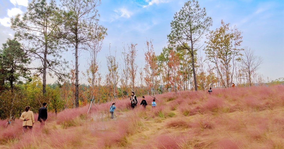 牛首山麓粉黛乱子草随拍