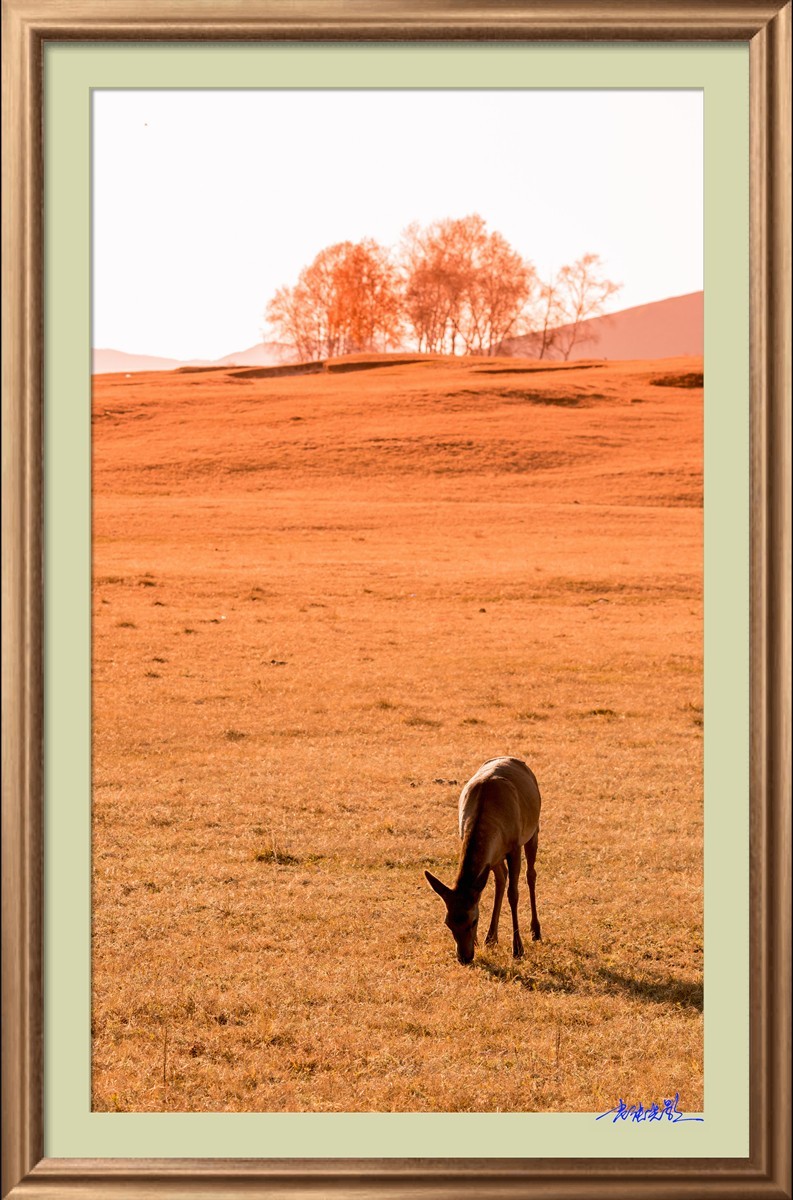 【老张光影】坝上光影（竖版）