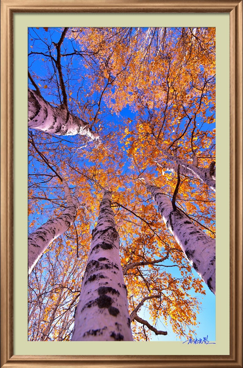 【老张光影】坝上光影（竖版）