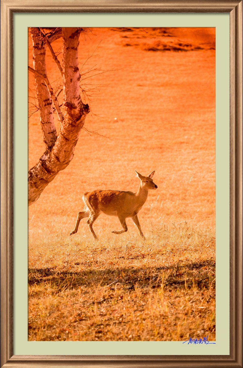 【老张光影】坝上光影（竖版）