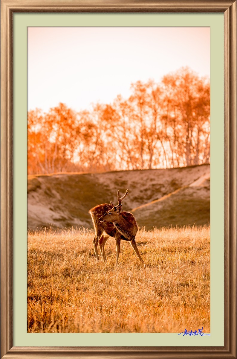 【老张光影】坝上光影（竖版）