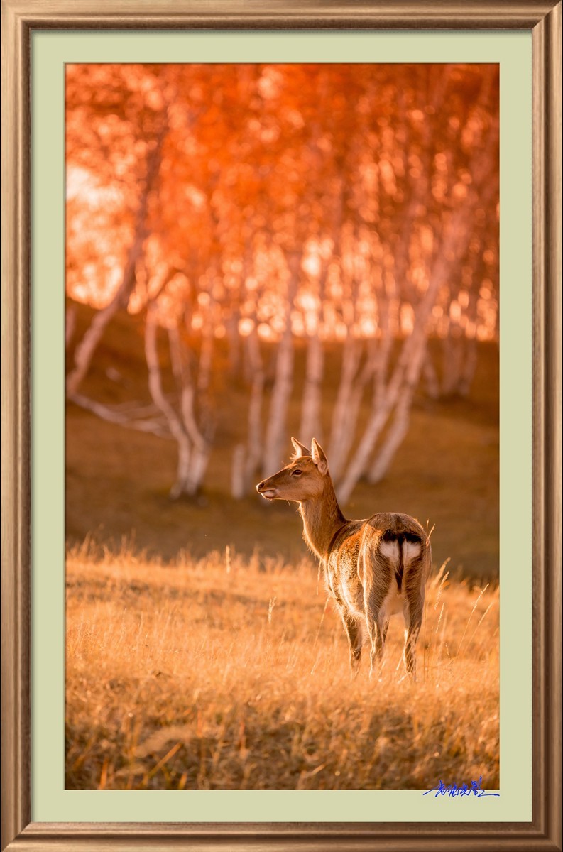 【老张光影】坝上光影（竖版）