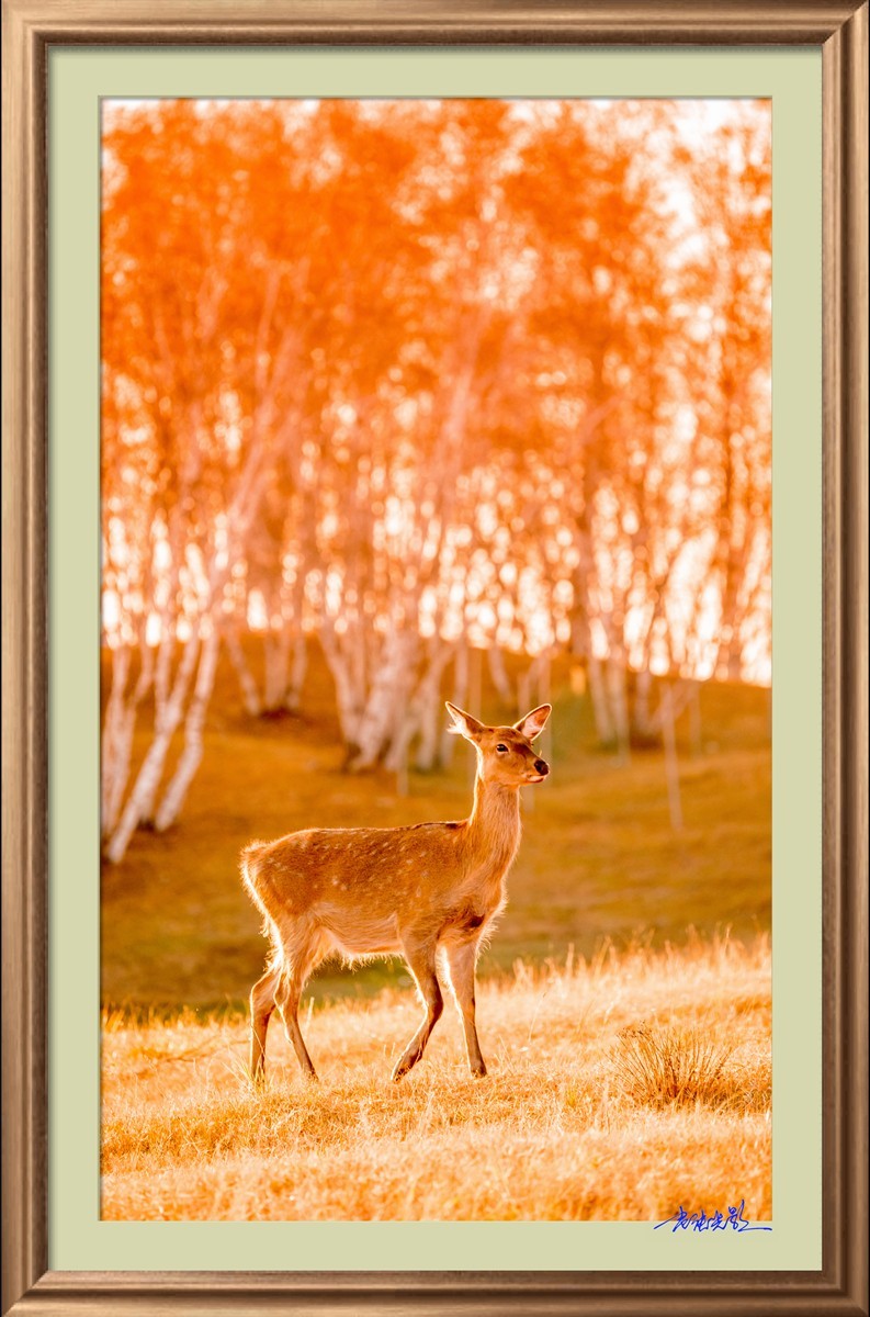 【老张光影】坝上光影（竖版）