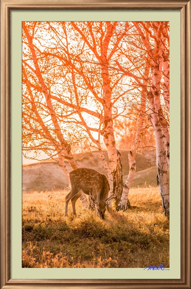 【老张光影】坝上光影（竖版）