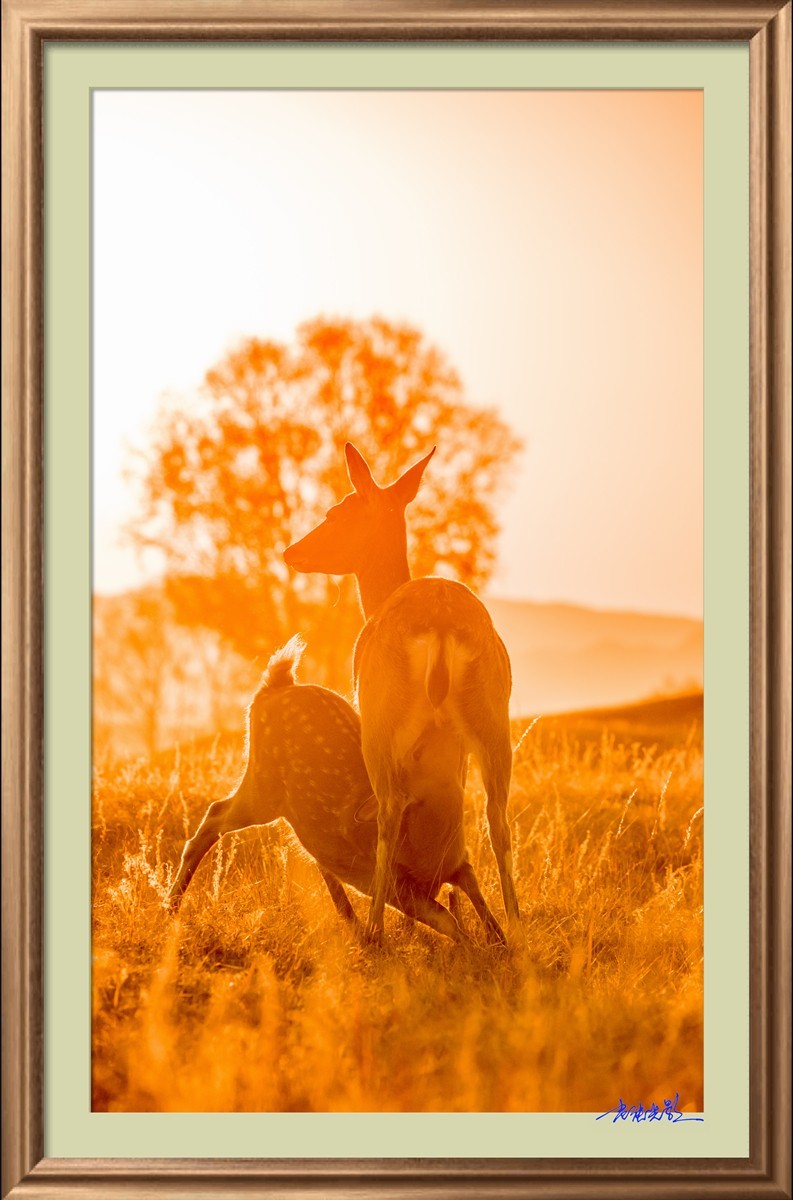 【老张光影】坝上光影（竖版）