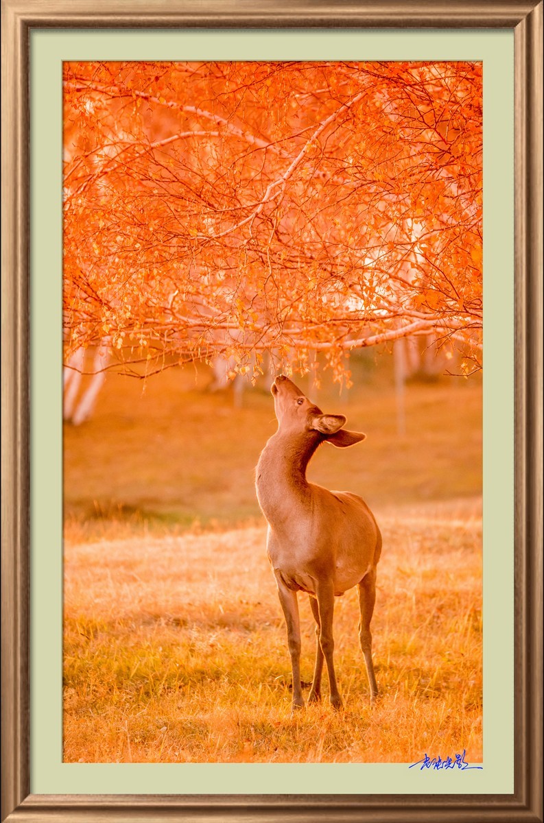 【老张光影】坝上光影（竖版）