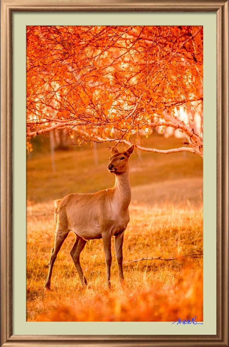 【老张光影】坝上光影（竖版）