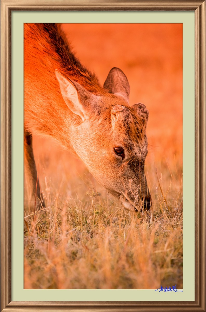 【老张光影】坝上光影（竖版）