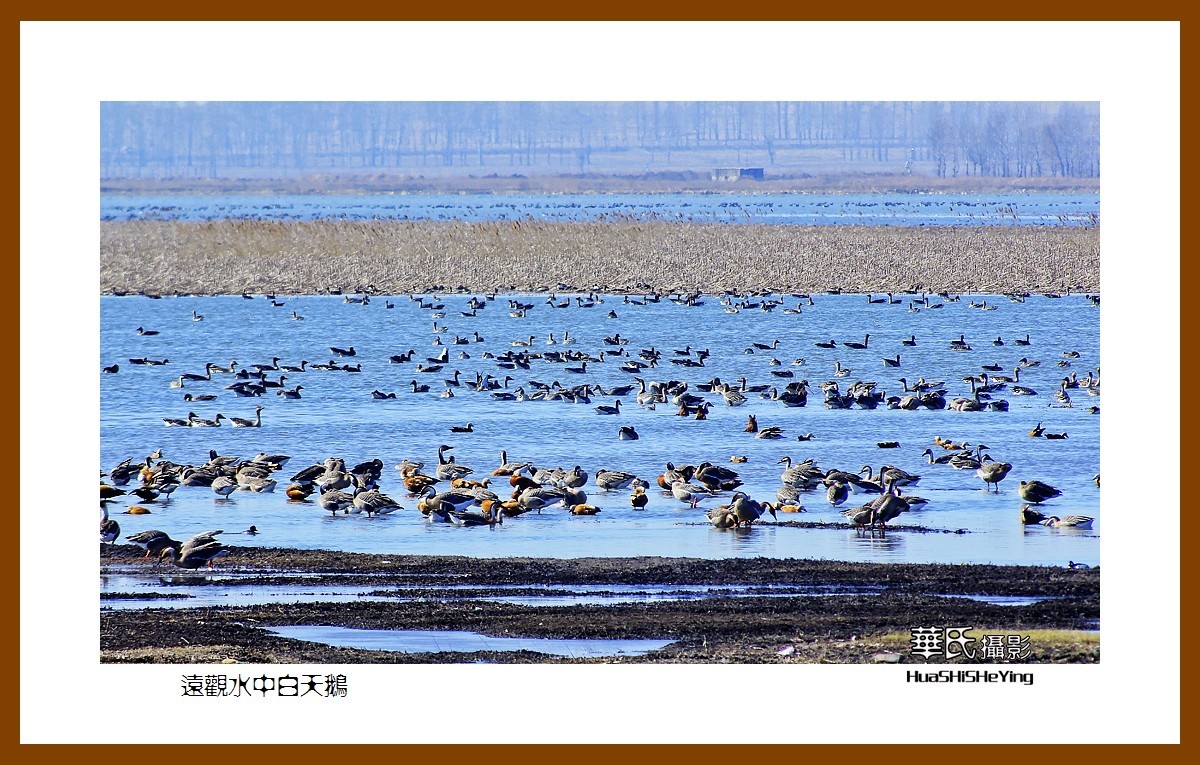 美色辽宁远观水中白天鹅沈阳法库獾子洞水库