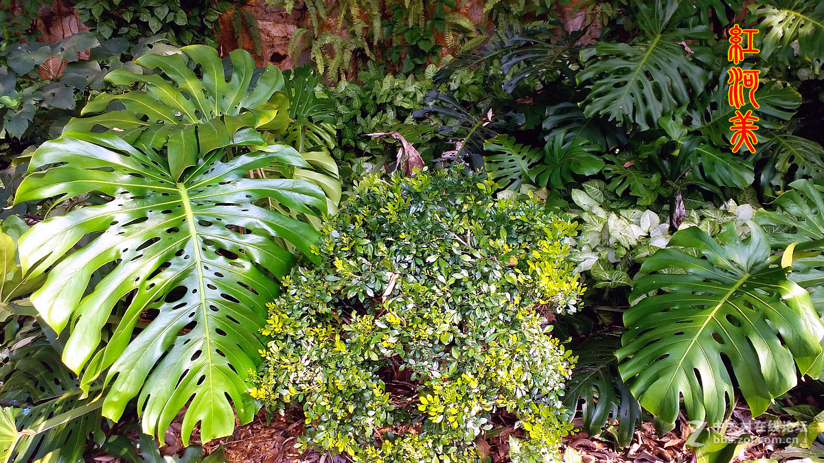 红河美——红河过年手机随拍热带雨林①