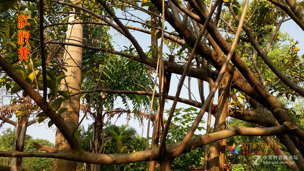 红河美——红河过年手机随拍热带雨林①