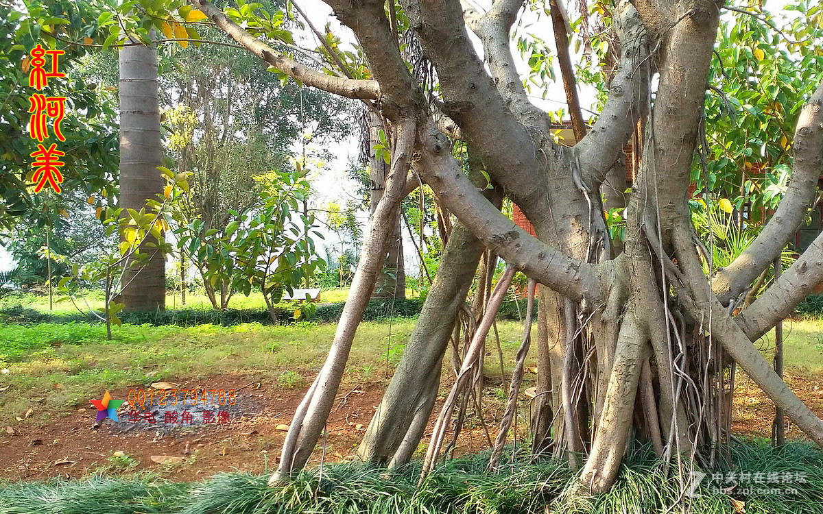 红河美——红河过年手机随拍热带雨林①