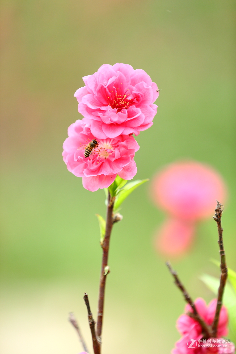 三月桃花