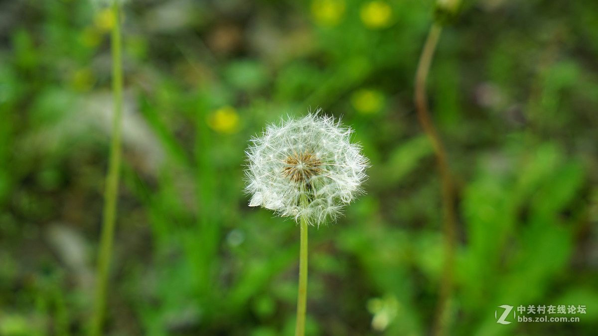 蒲公英与野菊花