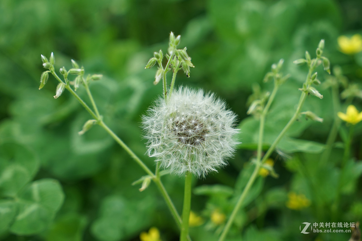 蒲公英与野菊花