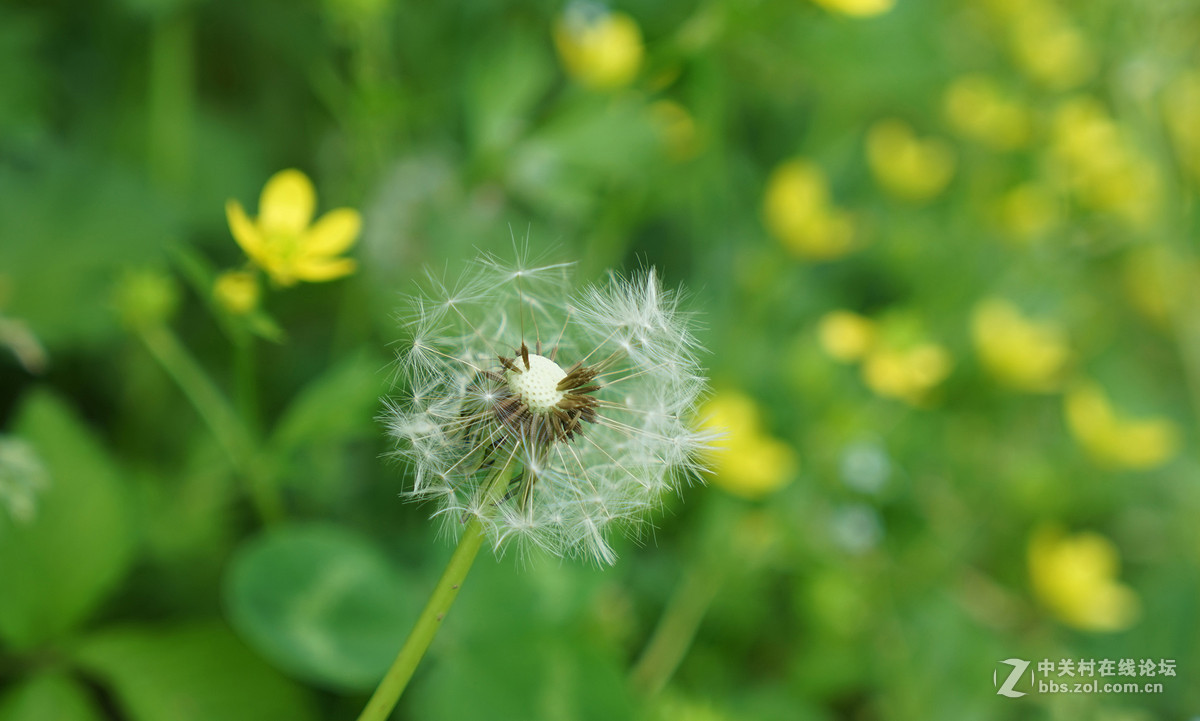 蒲公英与野菊花