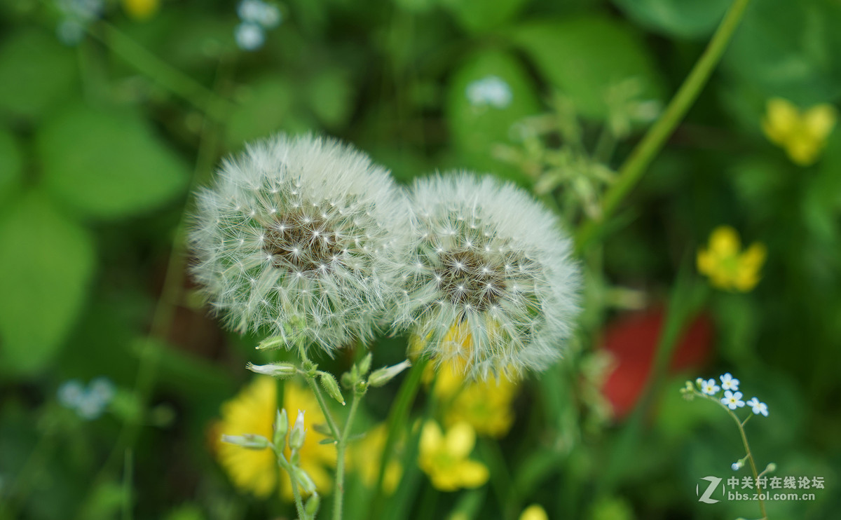 蒲公英与野菊花