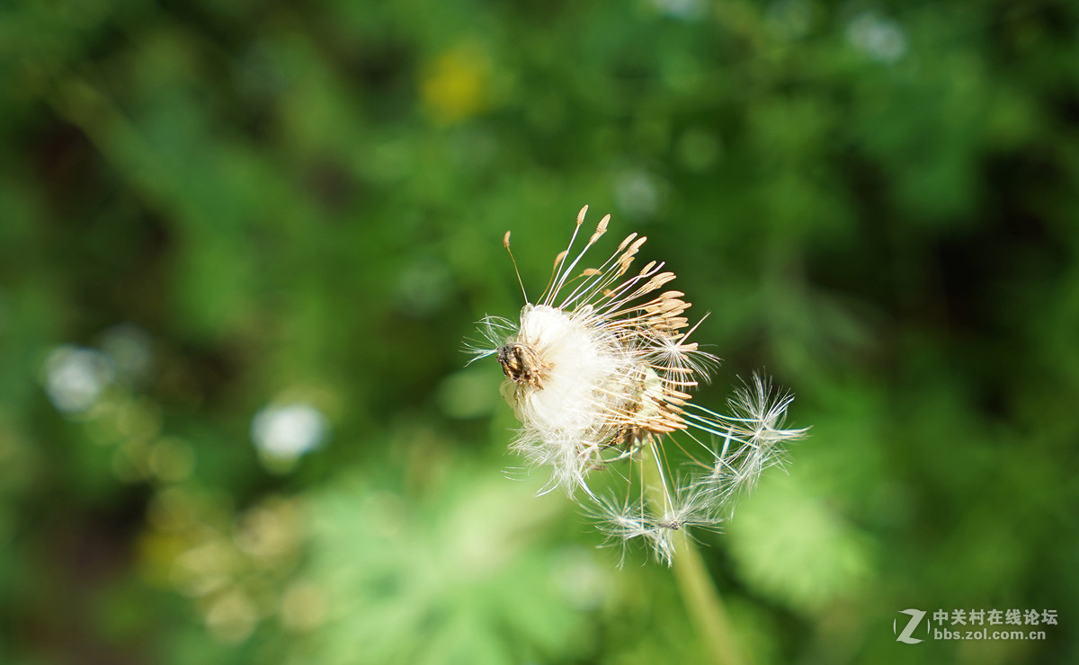 蒲公英与野菊花