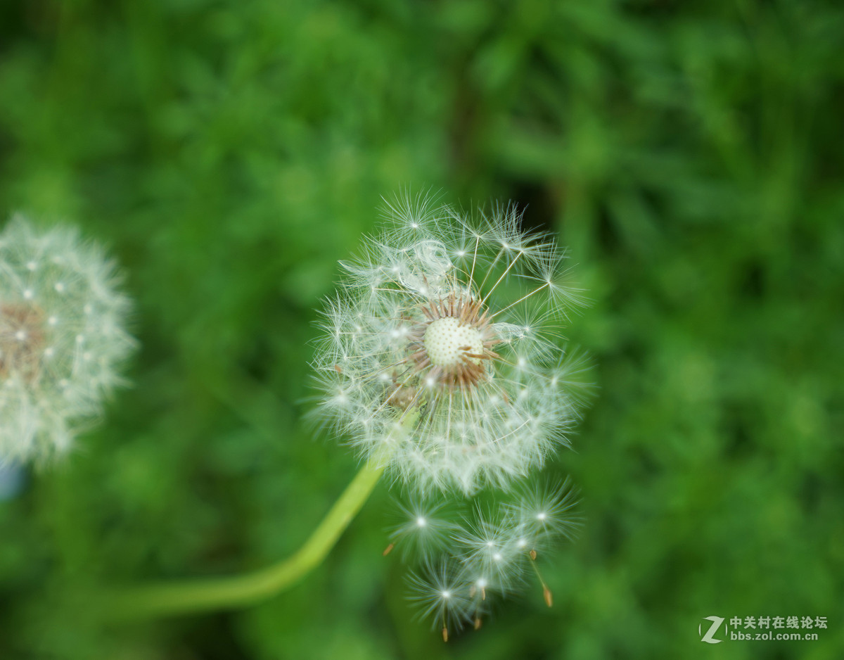 蒲公英与野菊花