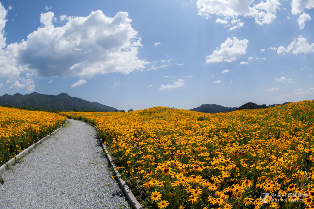 金光菊海浪涛层层