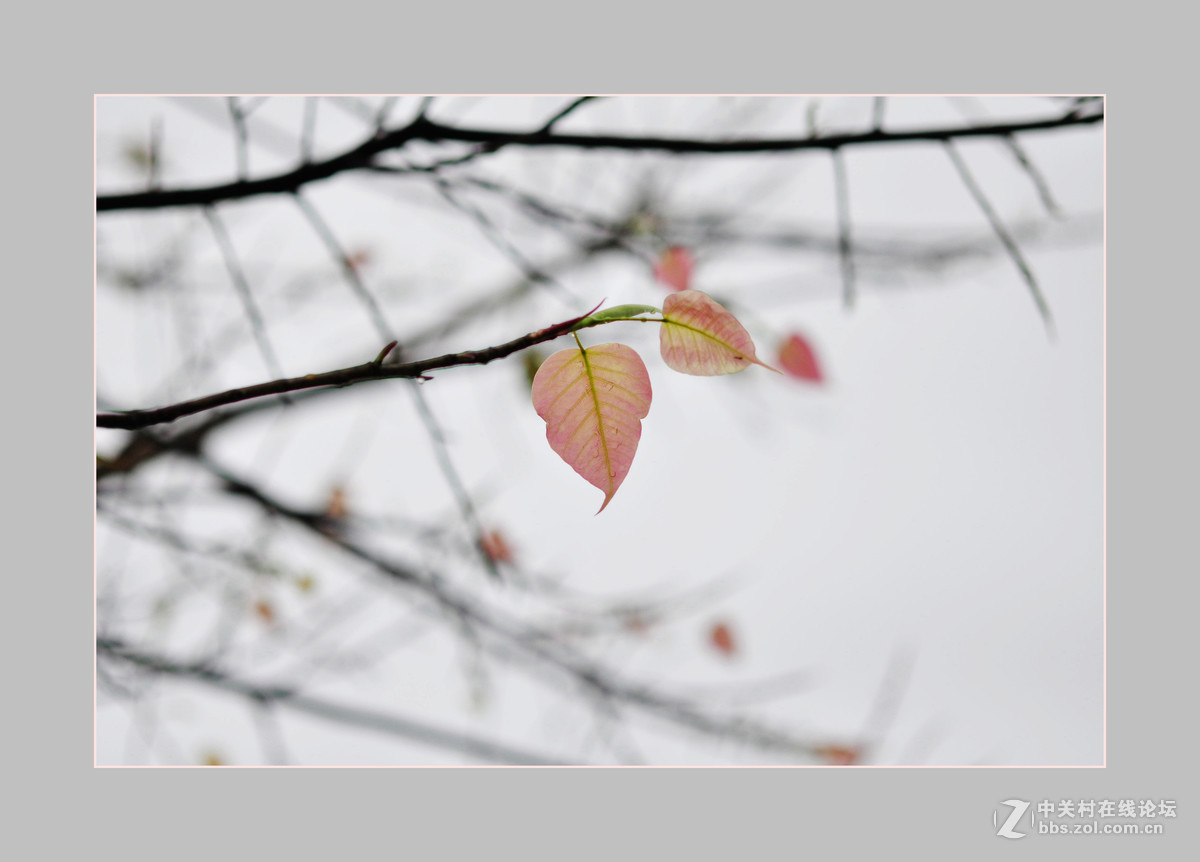 再次购入尼康D90机子试拍——新叶