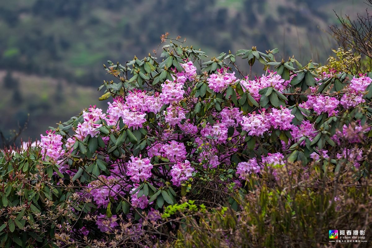 高山杜鵑花