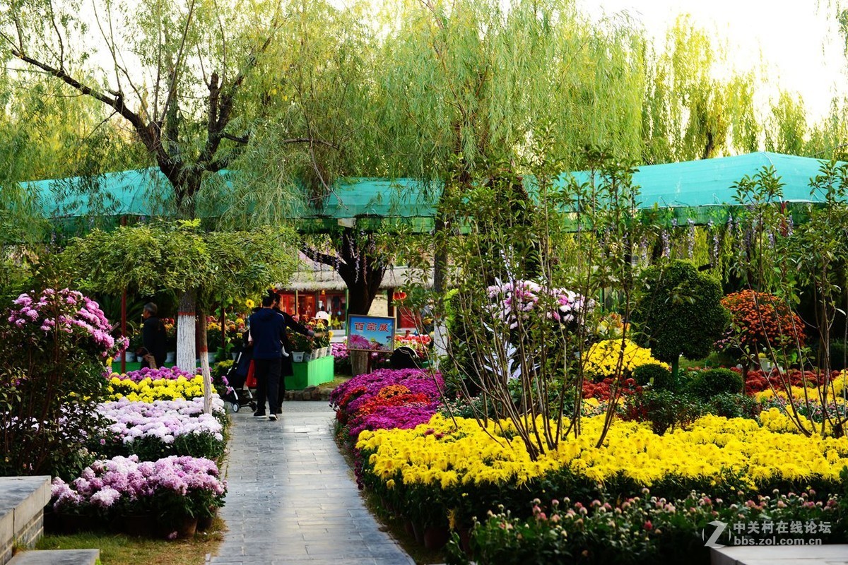 开封市重阳节清明上河园国际菊花展剪影