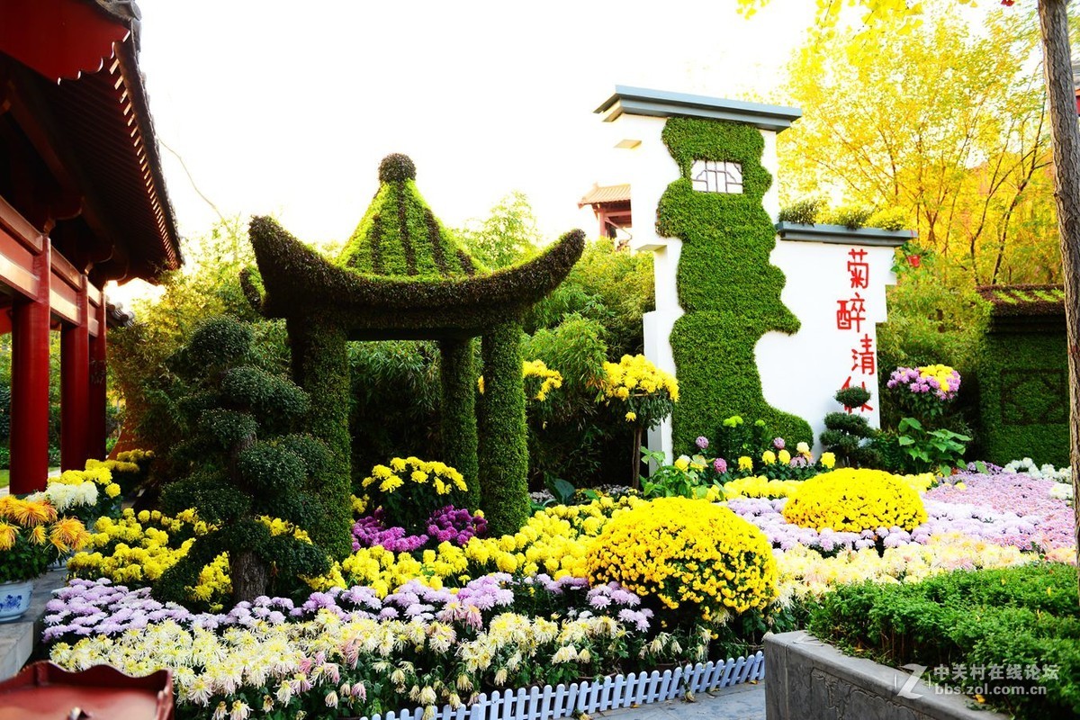 开封市重阳节清明上河园国际菊花展剪影