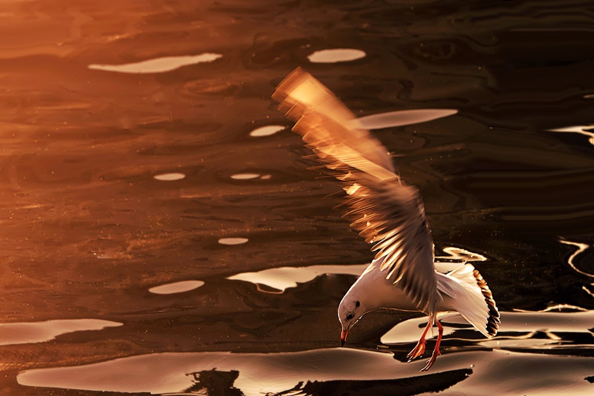 ——刘庄桥拍海鸥——