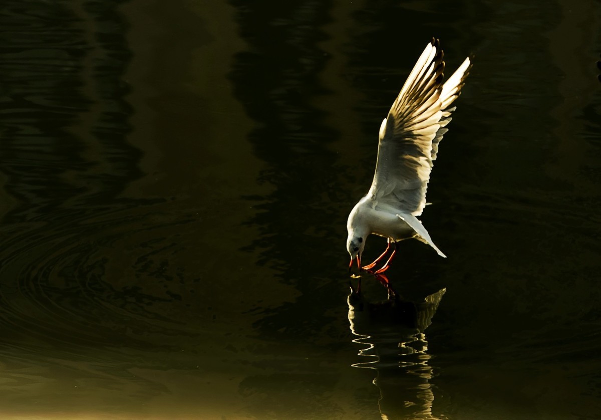——刘庄桥拍海鸥——