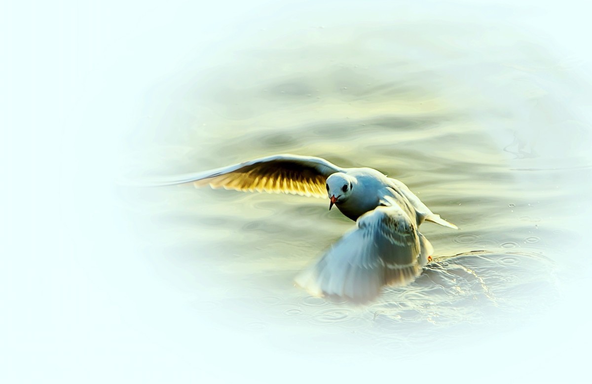 ——刘庄桥拍海鸥——