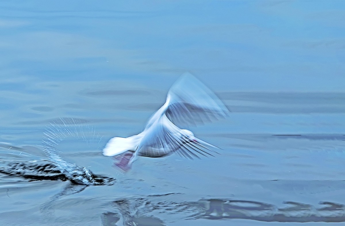 ——刘庄桥拍海鸥——