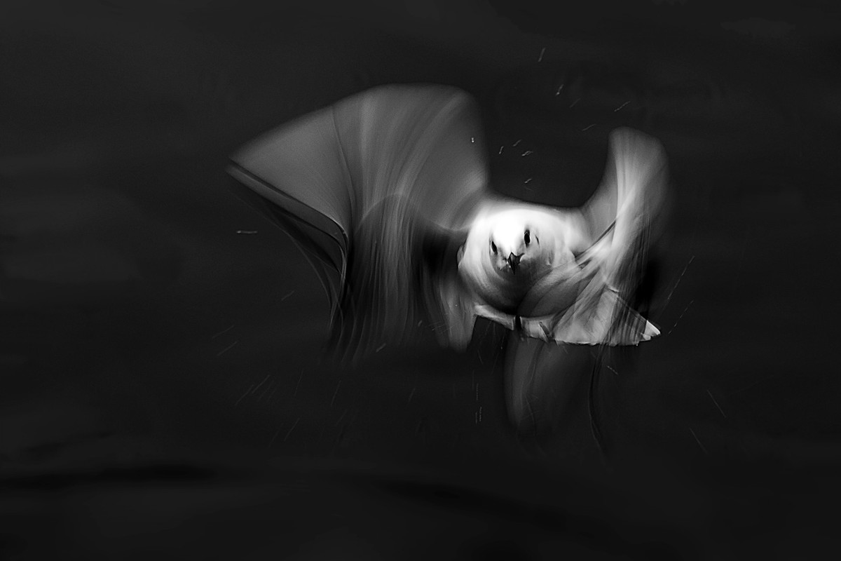 ——刘庄桥拍海鸥——