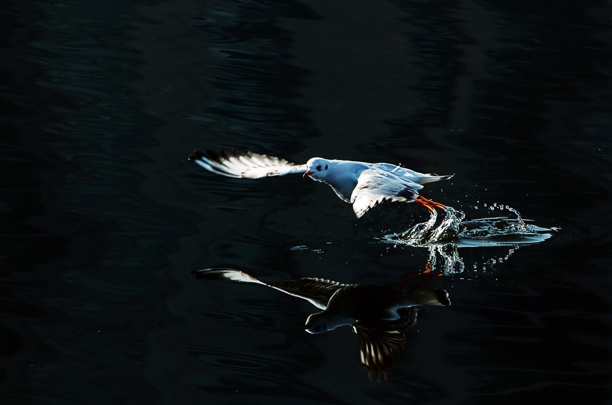 ——刘庄桥拍海鸥——