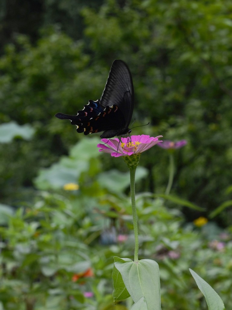 一千入此机身，二千再入昔日镜皇，很不错。