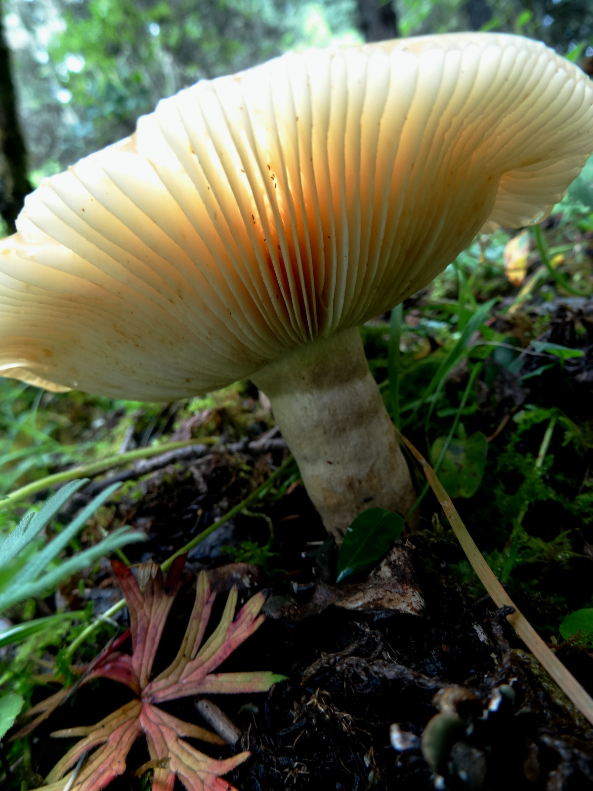 原始森林拍野生菌