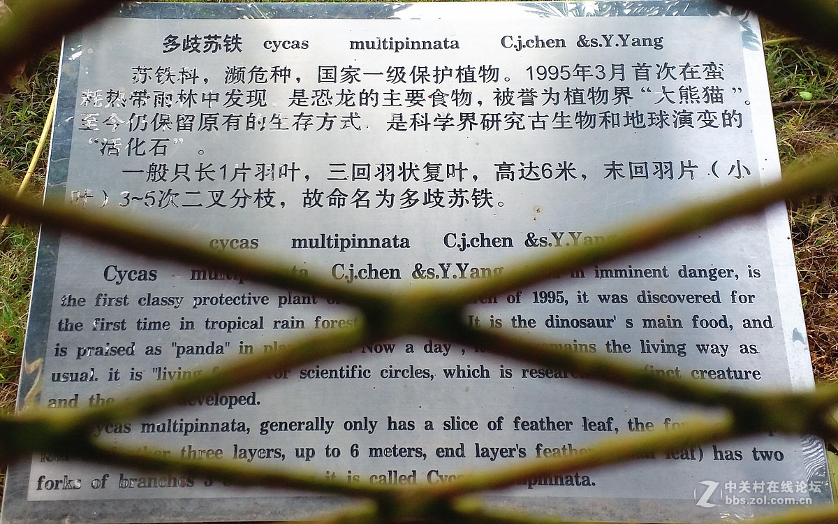 红河美——红河过年手机随拍热带雨林①