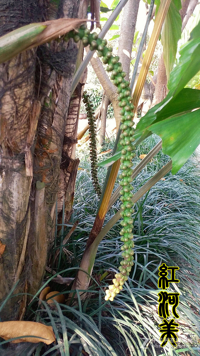 红河美——红河过年手机随拍热带雨林①