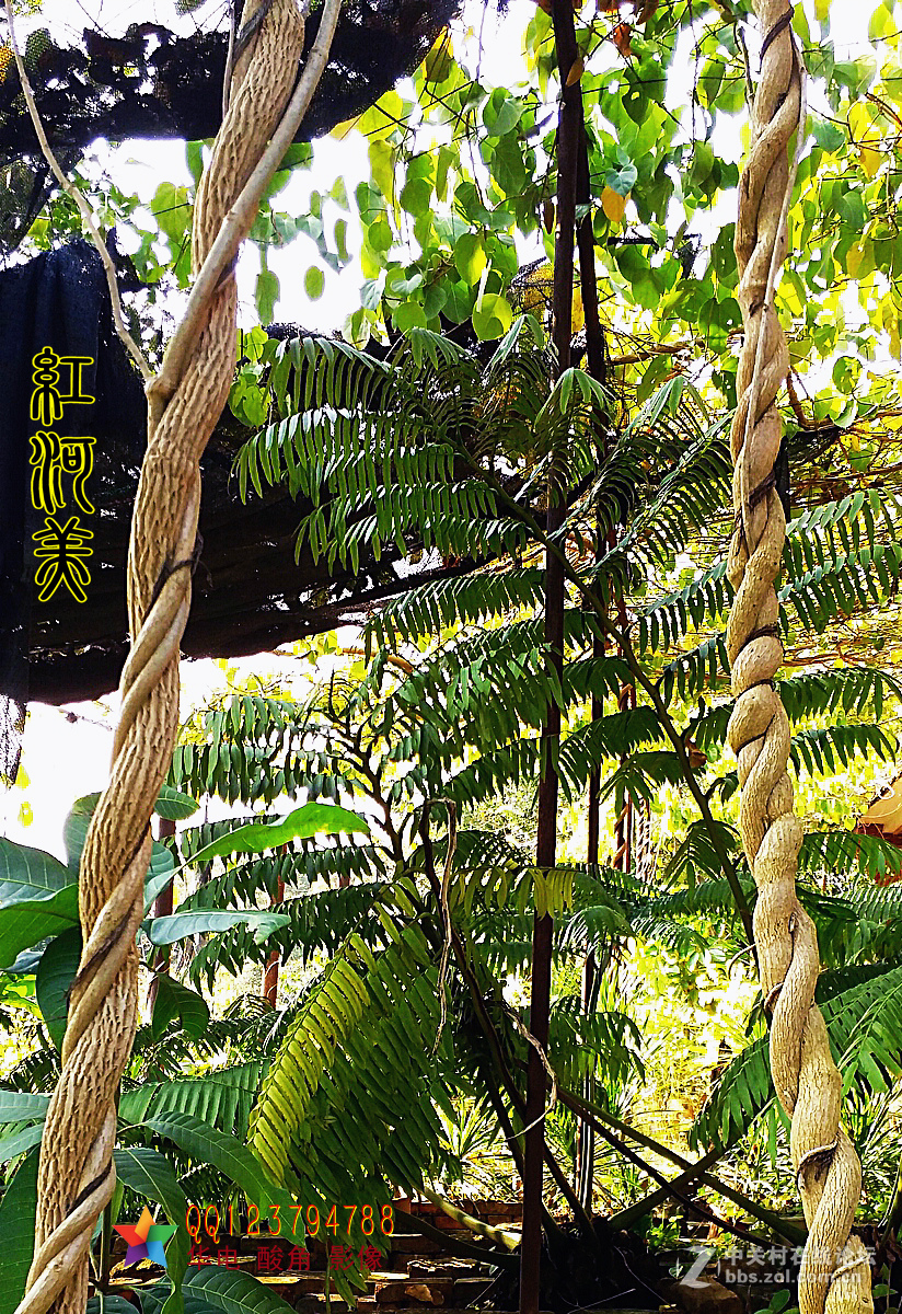 红河美——红河过年手机随拍热带雨林①