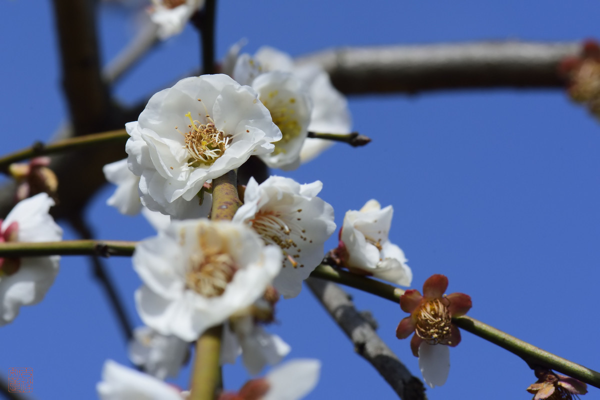 白梅花