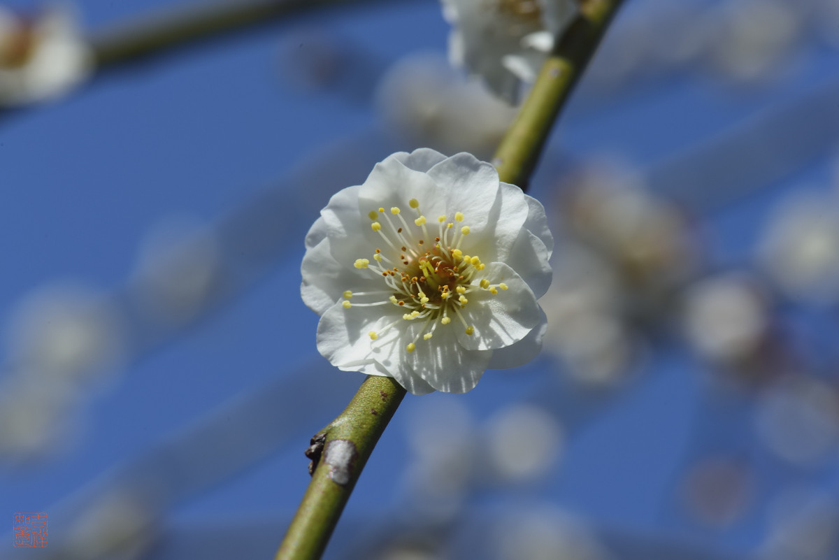 白梅花