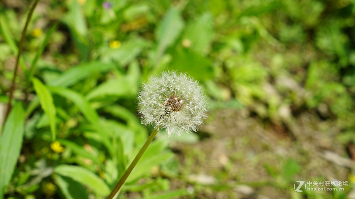 蒲公英与野菊花