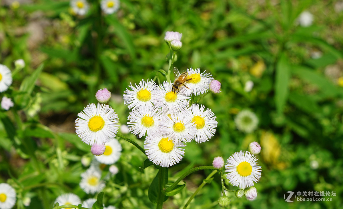 蒲公英与野菊花