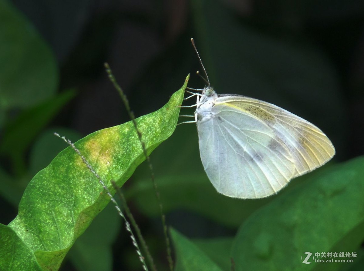 白蝴蝶