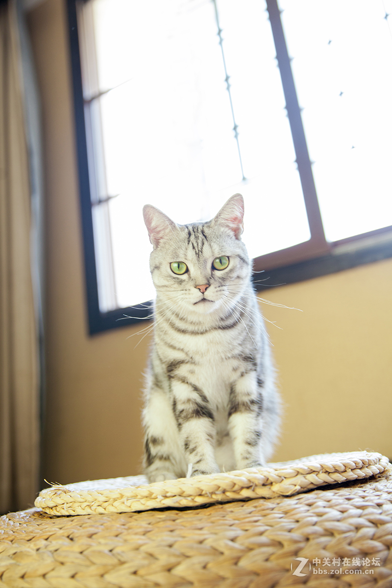 嘿,猫咪.告诉我,你眼里的世界是什么颜色哒?