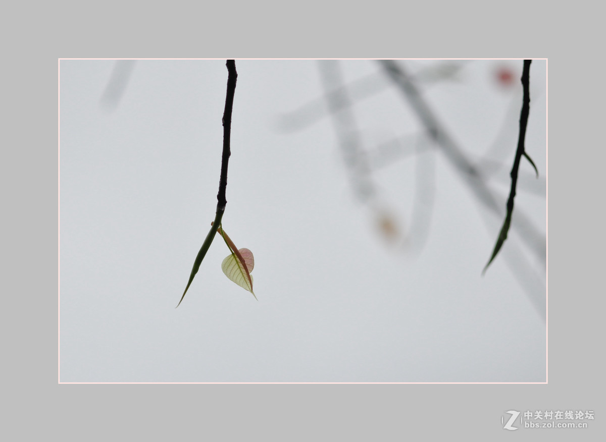 再次购入尼康D90机子试拍——新叶