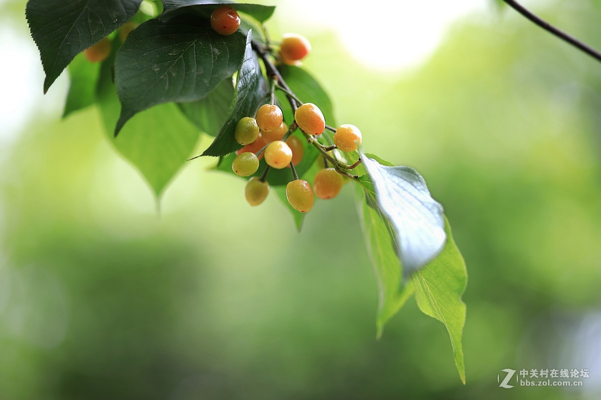 原片直出蔡司百微青樱桃