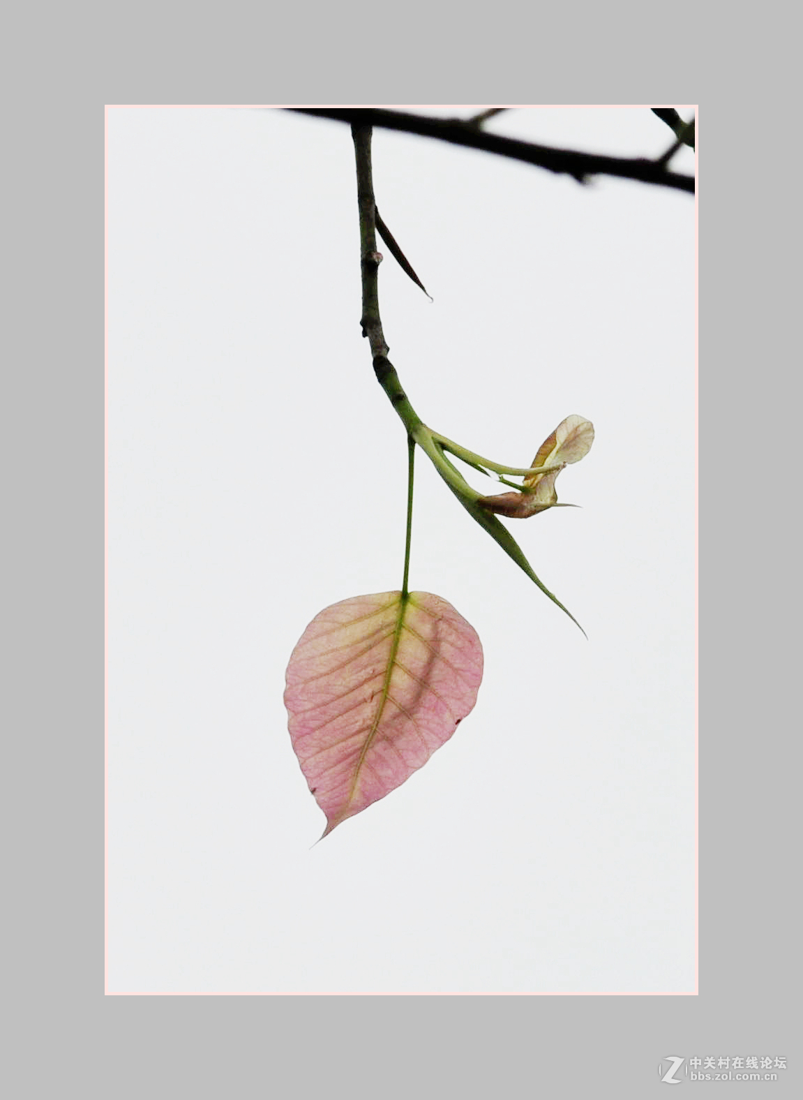 再次购入尼康D90机子试拍——新叶