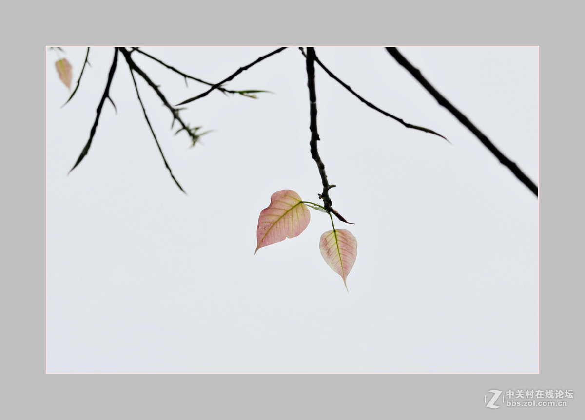 再次购入尼康D90机子试拍——新叶