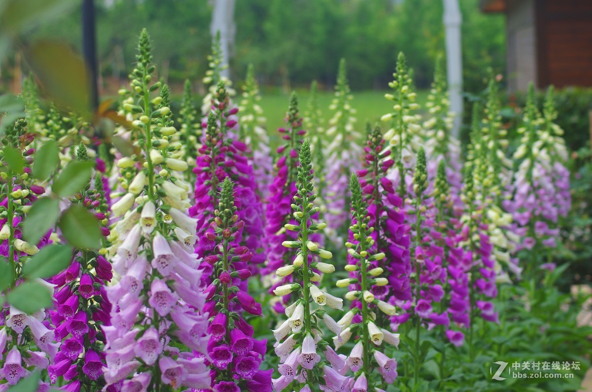 透气之旅 龙虎山大觉山